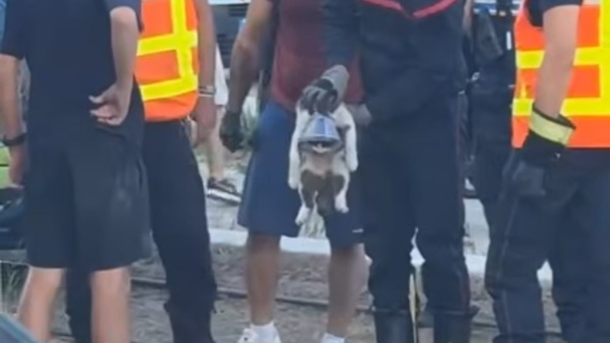 Illustration : "Un tramway s’arrête en urgence, un chat coincé dessous déclenche un sauvetage haletant sous les applaudissements de la ville de Montpellier (vidéo)"