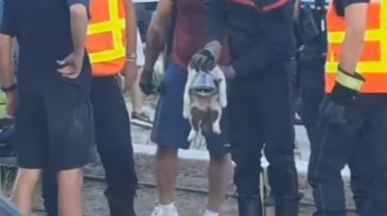 Illustration : Un tramway s’arrête en urgence, un chat coincé dessous déclenche un sauvetage haletant sous les applaudissements de la ville de Montpellier (vidéo)