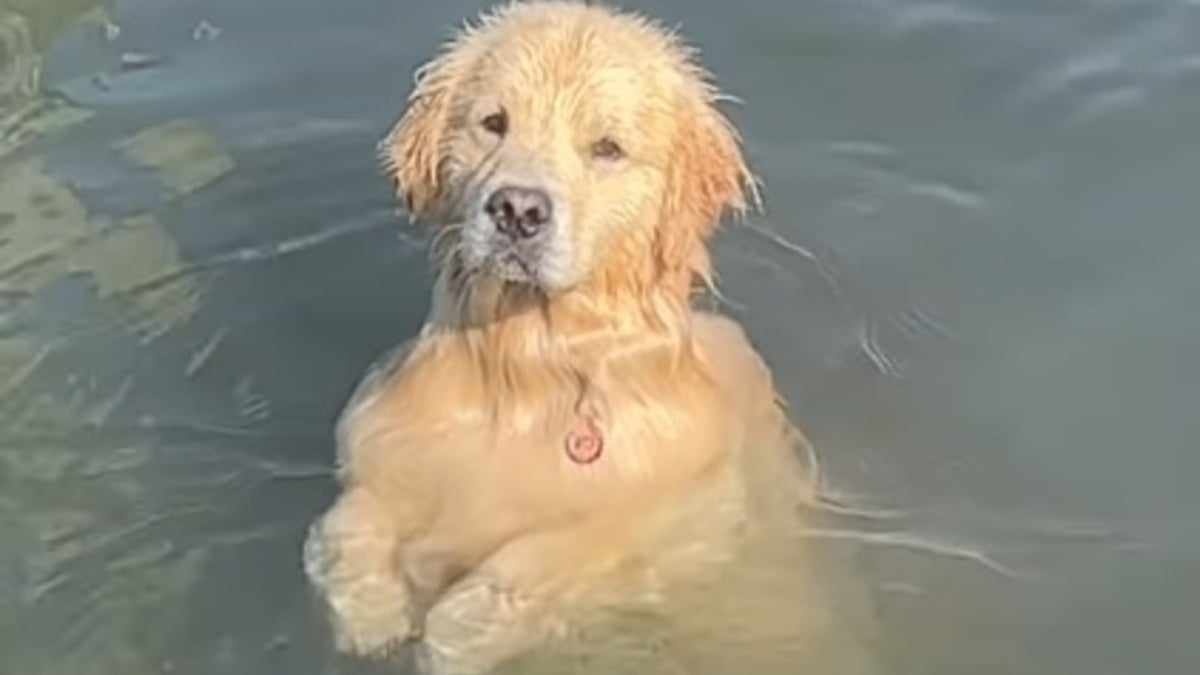 Illustration : "Ce chien méthodique et patient impressionne par son talent de pêcheur de crustacés hors pair (vidéo)"