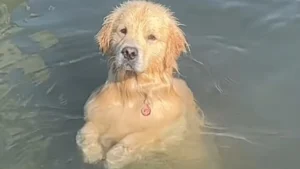 Illustration : "Ce chien méthodique et patient impressionne par son talent de pêcheur de crustacés hors pair (vidéo)"