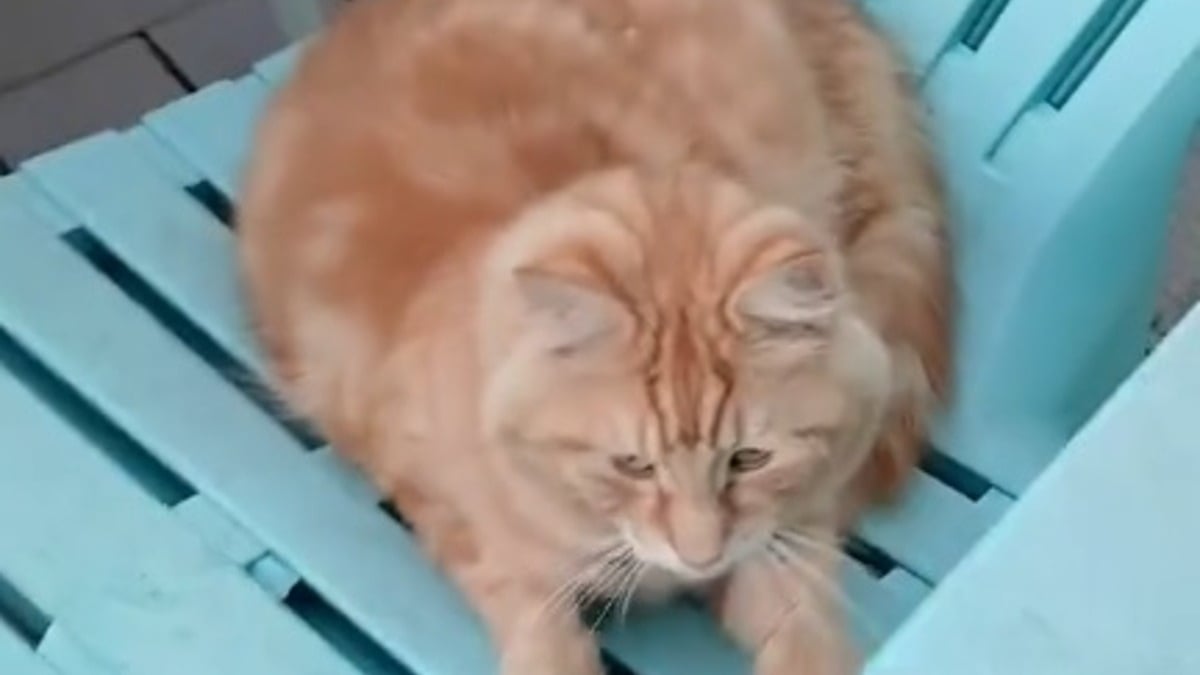Illustration : "En le caressant sur sa terrasse, une femme comprend soudain que son chat mène une double vie (vidéo)"