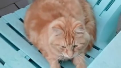 Illustration : En le caressant sur sa terrasse, une femme comprend soudain que son chat mène une double vie (vidéo)