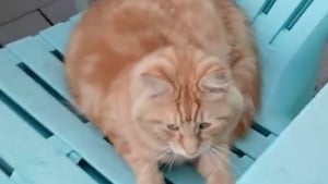 Illustration : "En le caressant sur sa terrasse, une femme comprend soudain que son chat mène une double vie (vidéo)"