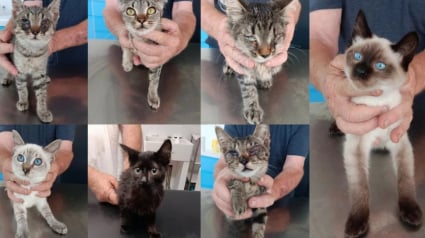 Illustration : Au petit matin, elle découvre que des individus masqués ont abandonné 7 chatons devant sa clinique, un acte qui provoque la colère des associations