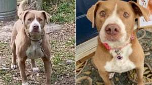 Illustration : En visitant sa future maison, une femme découvre avec stupeur que les anciens propriétaires ont abandonné leur chien de 10 ans dans le jardin (vidéo)