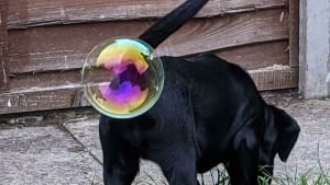 Illustration : 12 photos d’animaux à la fois adorables et dérangeantes