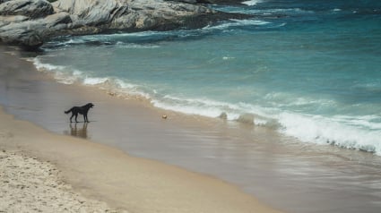 Illustration : 15 dangers à connaître avant d’emmener son chien à la plage