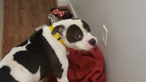Illustration : "L’étrange obsession de ce chien pour une prise électrique permet à ses maîtres d’éviter un tragique accident domestique (vidéo)"
