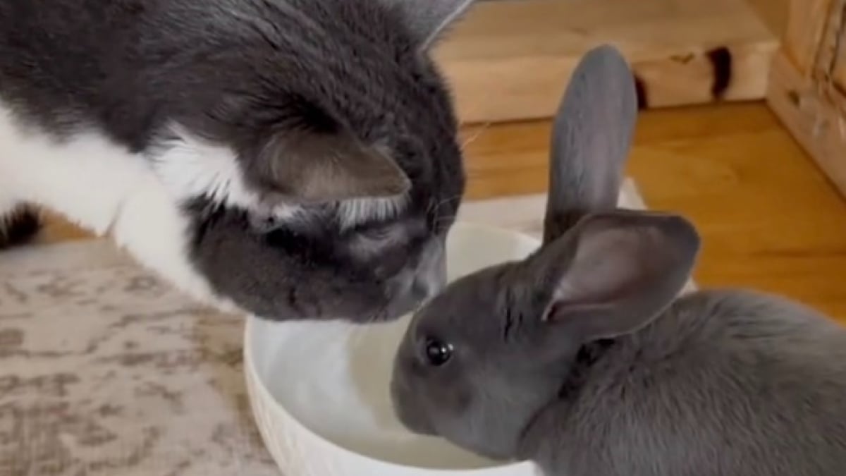 Illustration : "Élevé par des chats, cet adorable lapin adopte tous leurs comportements (vidéo)"
