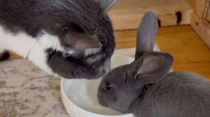 Illustration : Élevé par des chats, cet adorable lapin adopte tous leurs comportements (vidéo)