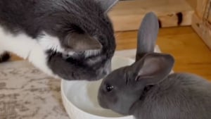 Illustration : "Élevé par des chats, cet adorable lapin adopte tous leurs comportements (vidéo)"