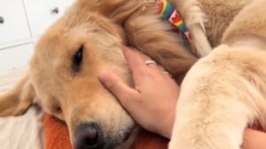 Illustration : "Même à la retraite, ce chien de thérapie continue de veiller sur sa maîtresse comme s’il était toujours en mission (vidéo)"