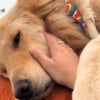 Illustration : Même à la retraite, ce chien de thérapie continue de veiller sur sa maîtresse comme s’il était toujours en mission (vidéo)