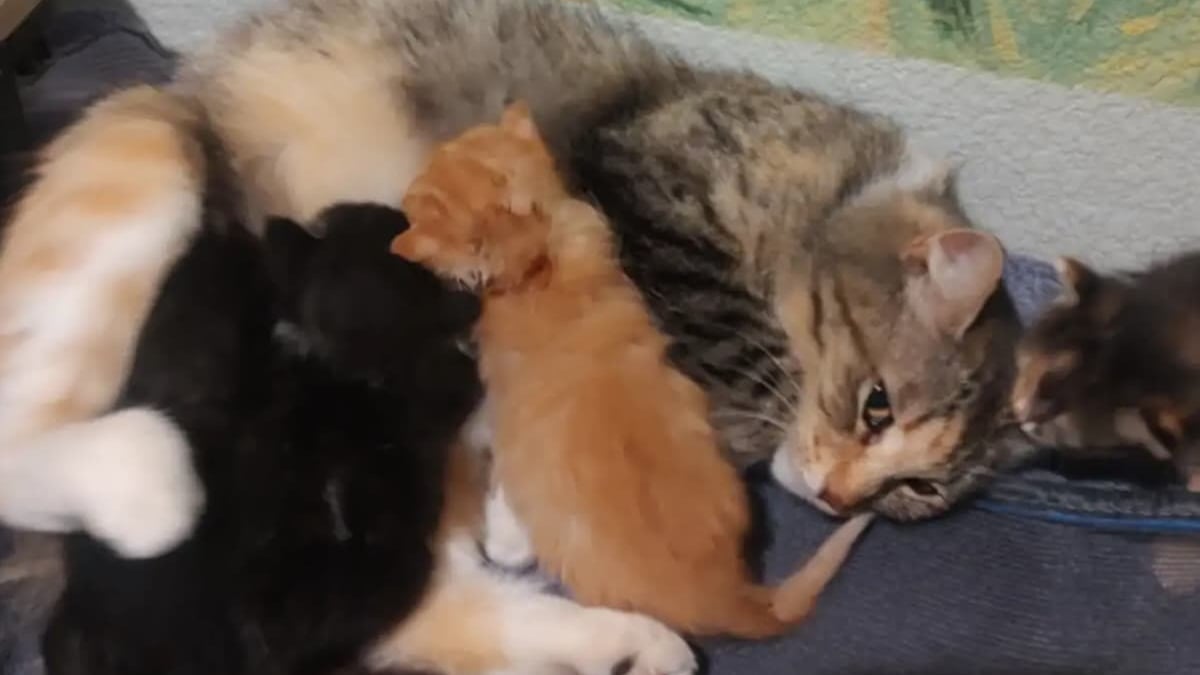 Illustration : "Une chatte errante en fugue réapparaît là où tout a commencé pour retrouver ses chatons"