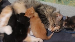 Illustration : "Une chatte errante en fugue réapparaît là où tout a commencé pour retrouver ses chatons"