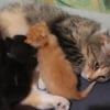 Illustration : Une chatte errante en fugue réapparaît là où tout a commencé pour retrouver ses chatons