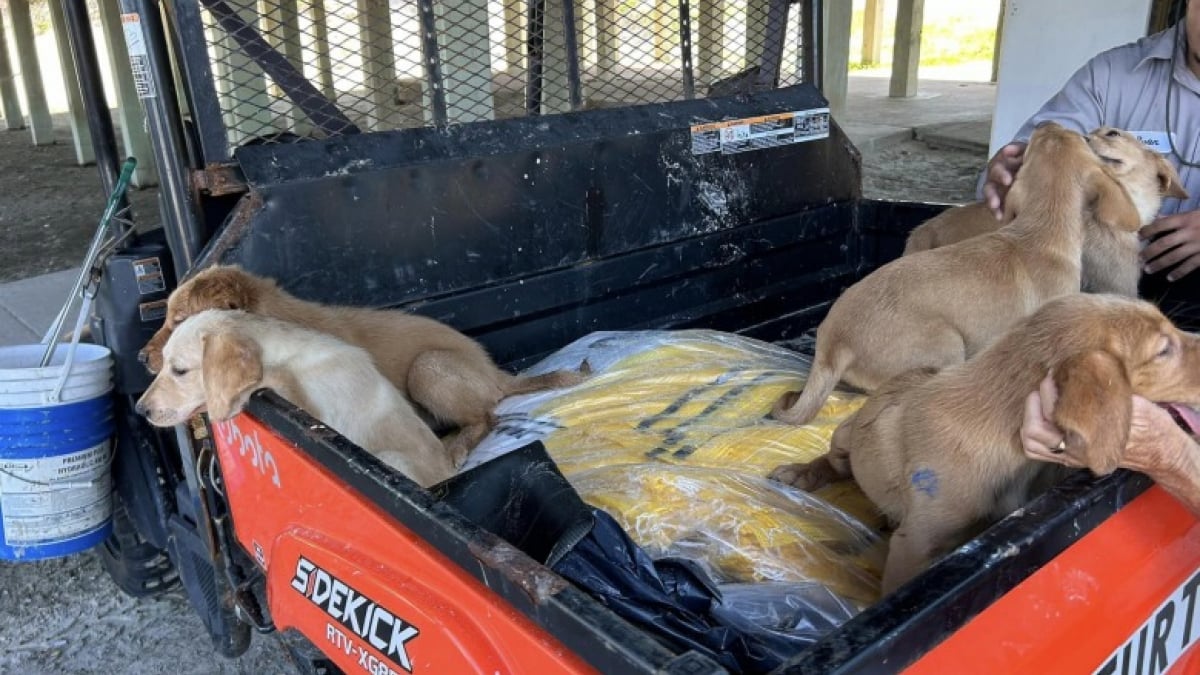 Illustration : "Trouvés seuls au bord de la plage, ces 6 chiots Golden Retrievers sont adoptés avant même l’arrivée des bénévoles du refuge (vidéo)"