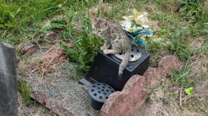 Illustration : "Ce n’est pas un cas isolé", une bénévole alerte après la découverte de 5 chatons abandonnés dans un cimetière