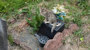 Illustration : "Ce n’est pas un cas isolé", une bénévole alerte après la découverte de 5 chatons abandonnés dans un cimetière