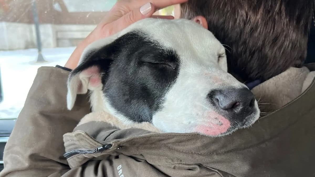 Illustration : "Découvert seul dans la rue et transi de froid, un chien errant fond dans les bras de sa sauveuse qui lui offre un nouveau départ"