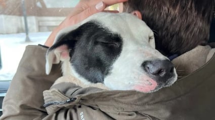 Illustration : Découvert seul dans la rue et transi de froid, un chien errant fond dans les bras de sa sauveuse qui lui offre un nouveau départ