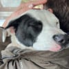Illustration : Découvert seul dans la rue et transi de froid, un chien errant fond dans les bras de sa sauveuse qui lui offre un nouveau départ
