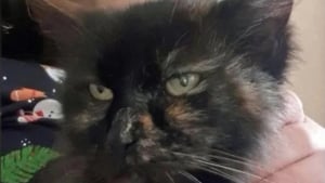 Illustration : "Pensée perdue à jamais, cette chatte réapparaît 9 ans plus tard et reconnaît ses maîtres immédiatement"