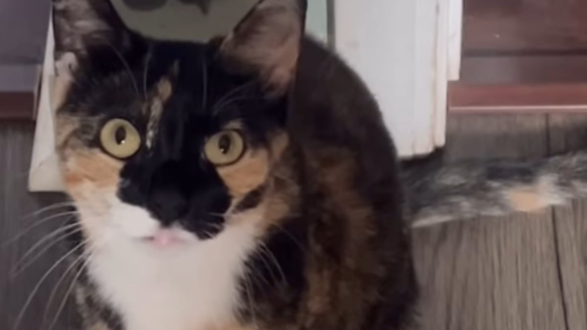 Illustration : "Elle adopte une chatte qu'elle croit sourde ou malvoyante mais découvre qu'elle est tout simplement