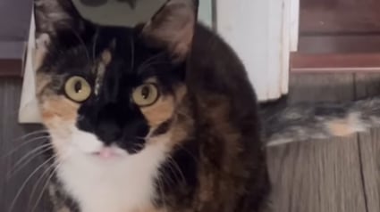 Illustration : Elle adopte une chatte qu'elle croit sourde ou malvoyante mais découvre qu'elle est tout simplement "spéciale" (vidéo)