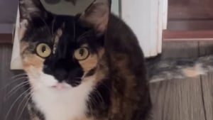 Illustration : "Elle adopte une chatte qu'elle croit sourde ou malvoyante mais découvre qu'elle est tout simplement 