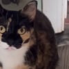 Illustration : Elle adopte une chatte qu'elle croit sourde ou malvoyante mais découvre qu'elle est tout simplement "spéciale" (vidéo)
