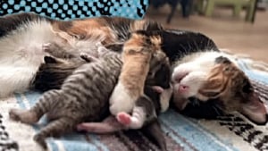 Illustration : "Dans ce refuge, une chatte sans famille est devenue maman pour des chatons orphelins (vidéo)"