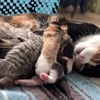 Illustration : Dans ce refuge, une chatte sans famille est devenue maman pour des chatons orphelins (vidéo)