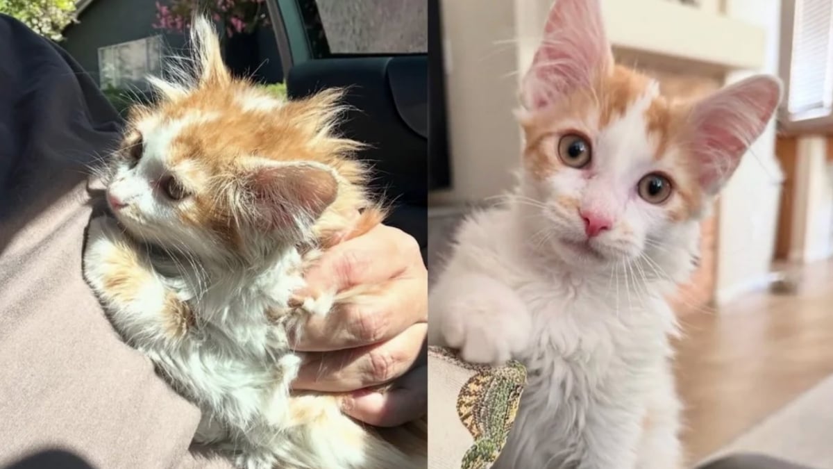 Illustration : "Ce chaton blessé restait prostré dans sa caisse, il est devenu une boule d’énergie grâce à sa sauveuse"