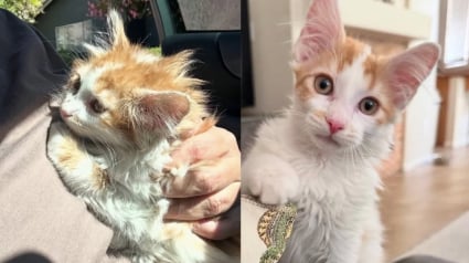 Illustration : Ce chaton blessé restait prostré dans sa caisse, il est devenu une boule d’énergie grâce à sa sauveuse