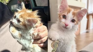 Illustration : "Ce chaton blessé restait prostré dans sa caisse, il est devenu une boule d’énergie grâce à sa sauveuse"