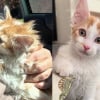 Illustration : Ce chaton blessé restait prostré dans sa caisse, il est devenu une boule d’énergie grâce à sa sauveuse
