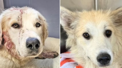 Illustration : Blessé par balle par un agriculteur mécontent de trouver un chien errant sur son terrain, Reed a pu compter sur l’aide précieuse d’une bonne âme canine