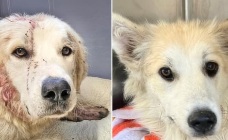 Blessé par balle par un agriculteur mécontent de trouver un chien errant sur son terrain, Reed a pu compter sur l’aide précieuse d’une bonne âme canine