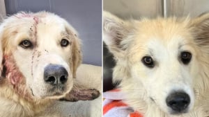 Illustration : "Blessé par balle par un agriculteur mécontent de trouver un chien errant sur son terrain, Reed a pu compter sur l’aide précieuse d’une bonne âme canine"