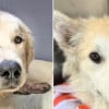 Illustration : Blessé par balle par un agriculteur mécontent de trouver un chien errant sur son terrain, Reed a pu compter sur l’aide précieuse d’une bonne âme canine