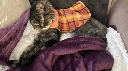 Illustration : Trouvée errante à l'âge de 17 ans, cette chatte affaiblie et en sous-poids reprend goût à la vie grâce à ses bienfaiteurs