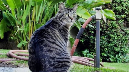 Illustration : Ce chat romantique collecte des ordures pour tenter de conquérir le cœur de sa voisine (vidéo)
