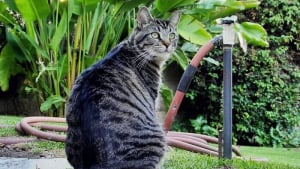 Illustration : "Ce chat romantique collecte des ordures pour tenter de conquérir le cœur de sa voisine (vidéo)"