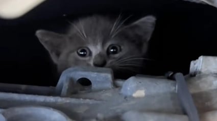 Illustration : Des miaulements dans le moteur interpellent un garagiste qui sauve une vie et s'offre un adorable compagnon par la même occasion (vidéo)