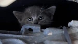 Illustration : "Des miaulements dans le moteur interpellent un garagiste qui sauve une vie et s'offre un adorable compagnon par la même occasion (vidéo)"