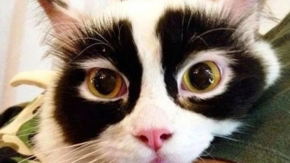 Illustration : "15 photos surprenantes de chats qui arborent un pelage très particulier"