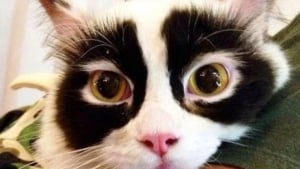 Illustration : 15 photos surprenantes de chats qui arborent un pelage très particulier