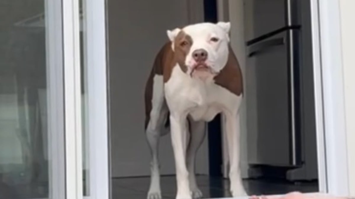 Illustration : "Cette chienne parvient à surmonter sa peur des marches pour accéder au jardin grâce à une porte sur mesure et beaucoup d’amour (vidéo)"