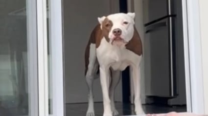 Illustration : Cette chienne parvient à surmonter sa peur des marches pour accéder au jardin grâce à une porte sur mesure et beaucoup d’amour (vidéo)
